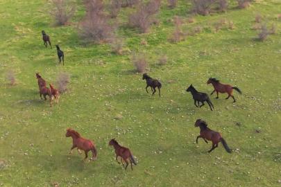 Eskişehir’deki yılkı atların özgür halleri havadan görüntülendi