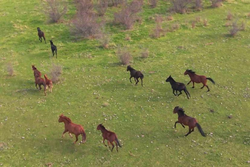 Eskişehir’deki yılkı atların özgür halleri havadan görüntülendi