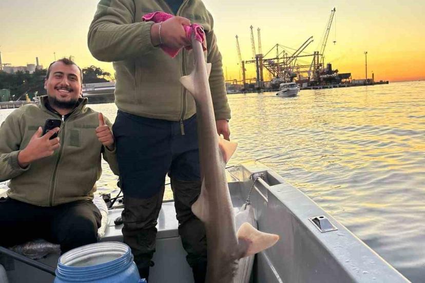 Gemlik Körfezi’nde balıkçıların oltasına köpek balığı takıldı