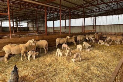 Genç girişimciye yüzde 100 hibe desteğiyle hayvancılık projesi