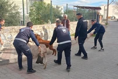 Germencik’te başıboş keçiler toplandı