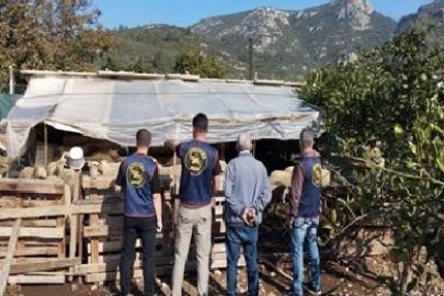 Germencik’te çalınan hayvanlar bulunarak sahibine teslim edildi