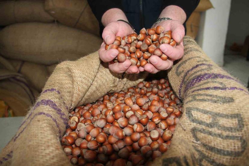 Giresun’da fındık fiyatları tekrar yükselişe geçti