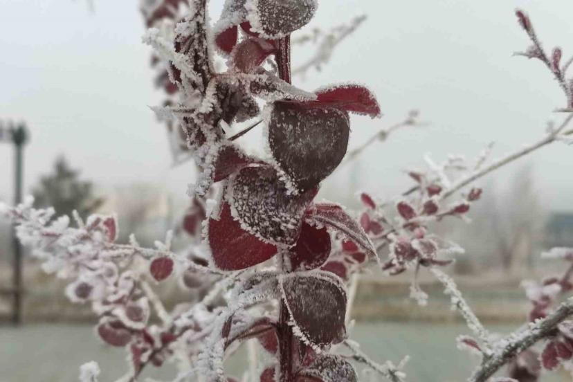 Göle eksi 13 derece, ağaçlar kırağı tuttu