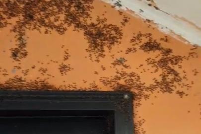 Gönen’de kara sinek istilası;