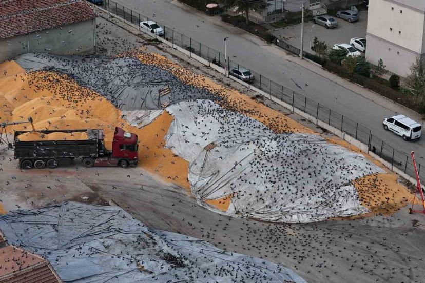 Güvercinler için adeta açık büfe