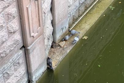 Güvercinler ve fareler yemeklerini paylaştı