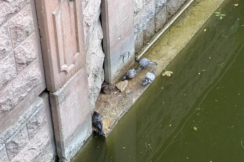 Güvercinler ve fareler yemeklerini paylaştı