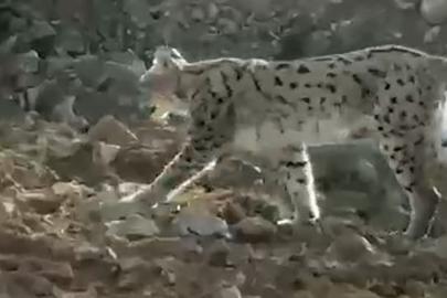 Hakkari’de vaşak görüntülendi