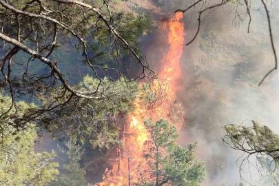 Hatay’da orman yangını
