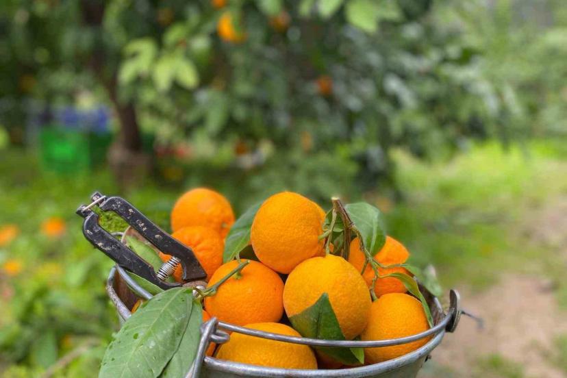 Havran Mandalinası’nda hasat vakti