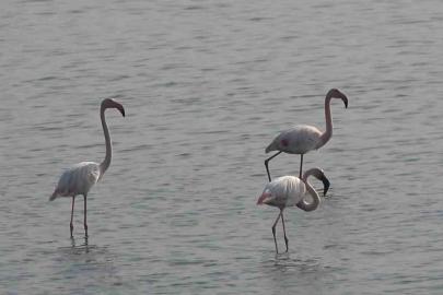 Hersek Lagünü’nde flamingo popülasyonu artıyor