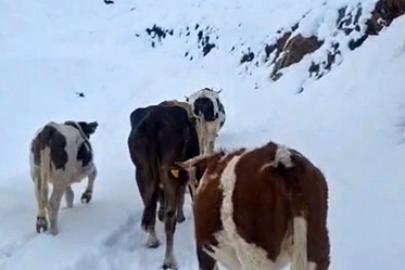 Hizan’da yayladaki hayvanlar kara hazırlıksız yakalandı