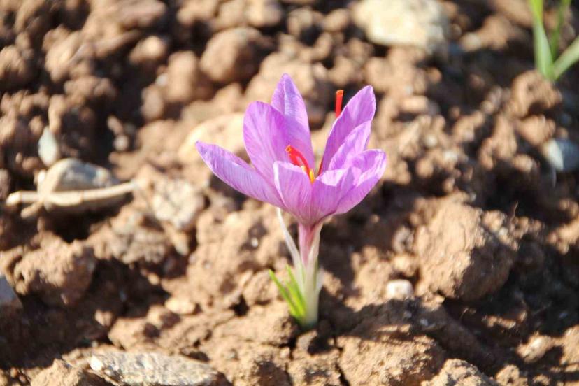 Honaz Belediyesi Yerel Tohum Merkezi’nde safran soğanları filizlenmeye başladı