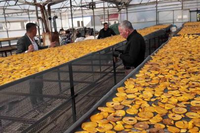 Honaz’ın meşhur cennet hurması bu kez cips olarak damakları şenlendirecek