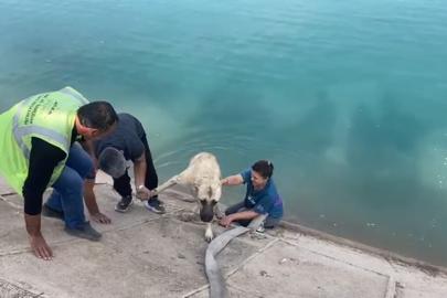 İki çocuklu kahraman anne Fırat’a düşen kangalı böyle kurtardı