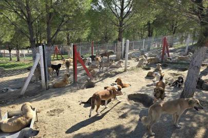İlçelerdeki sahipsiz köpekler toplanıyor