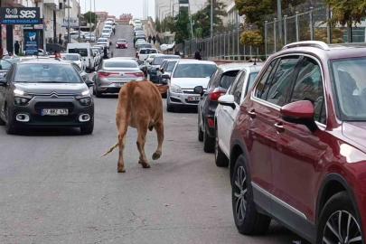 İnekler şehre indi, trafikte ilginç görüntüler oluştu