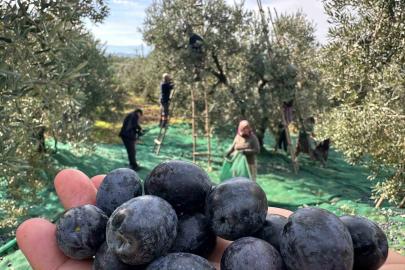 İsviçre sofralarını süsleyen zeytinde bu yıl kalite yüksek