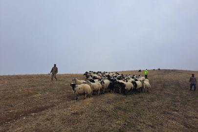 Jandarma arazide kaybolan küçükbaş hayvanları bularak sahibine teslim etti