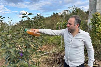 Kadife çiçeği ve soğanla kahverengi kokarcaya doğal çözüm