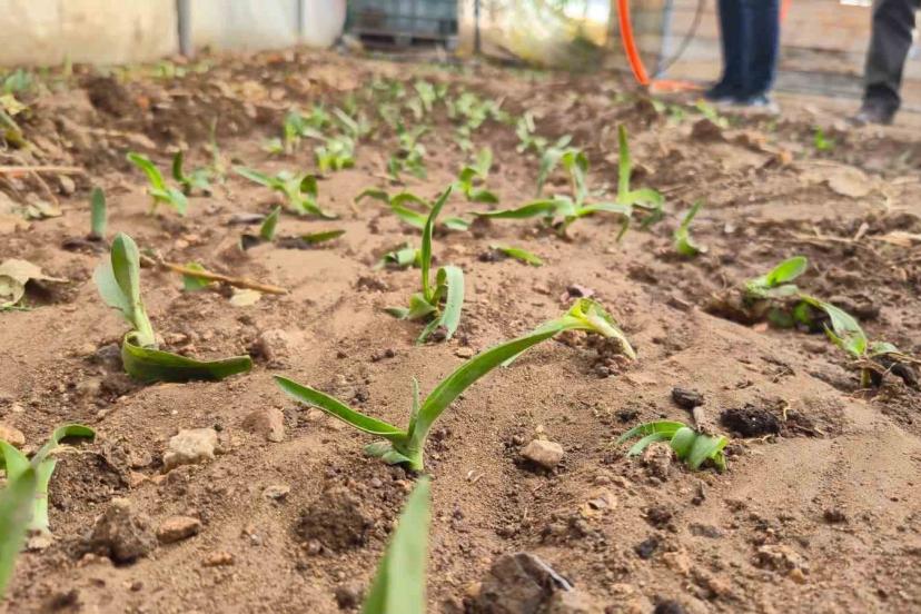 Kadın üreticilere salep fidesi dağıtıldı