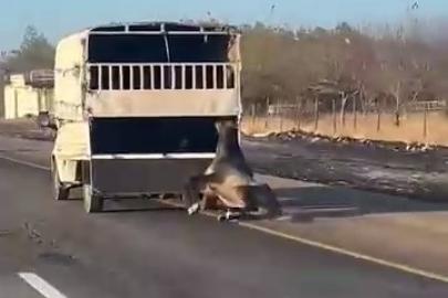 Kamyonetin arkasına bağlanan at yola düşüp sürüklendi: O anlar kamerada