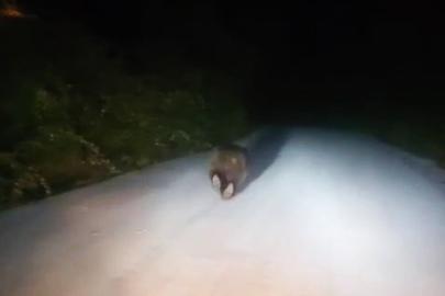 Karabük’te yolda koşan ayı kamerada