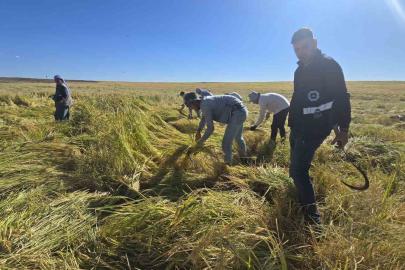 Karacadağ pirincinde ilaç kalıntısı olmadığı analizlerle doğruladı