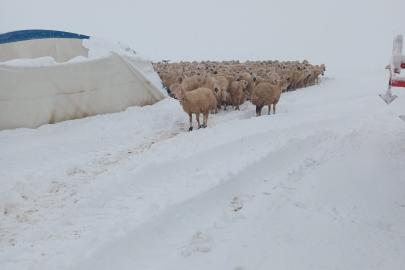 Karın ağırlığına dayanamayan çadır çöktü, 8 koyun telef oldu