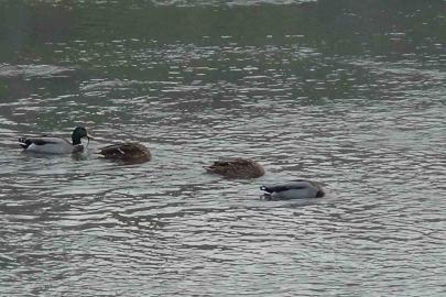 Kars Çayı, yeşilbaş ördeklere ev sahipliği yapıyor