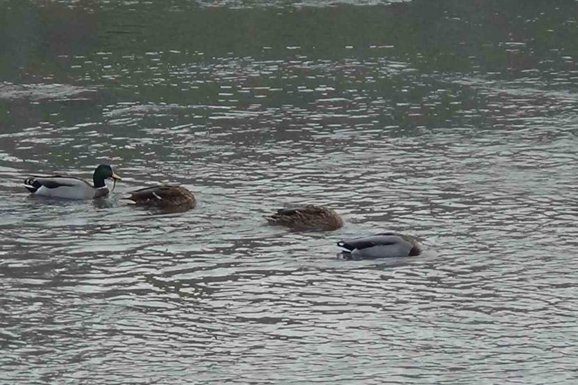 Kars Çayı, yeşilbaş ördeklere ev sahipliği yapıyor