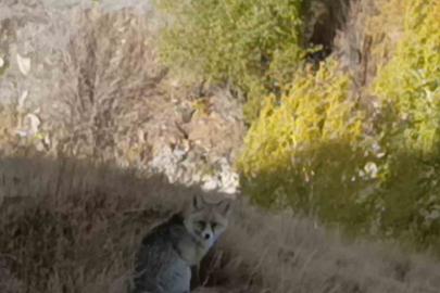 Kars’ta kızıl tilki yiyecek ararken görüntülendi