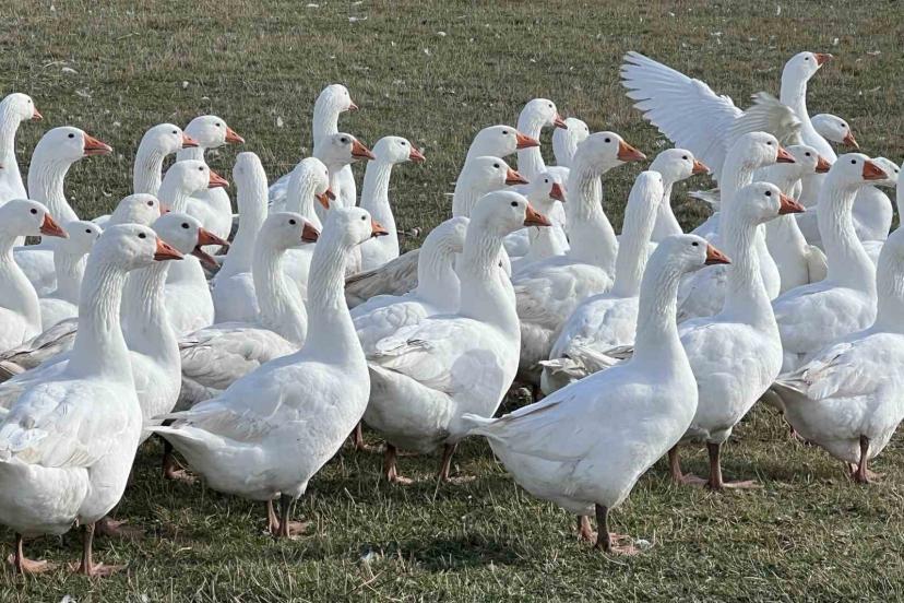 Kars’ta sofralarının vazgeçilmezi: ’Kar yiyen kazlar’ kesime hazır