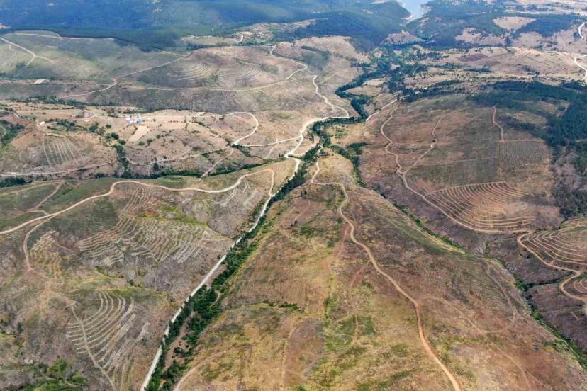 Kastamonu’da küle dönen bin 256 hektarlık orman yeniden ağaçlandırılıyor