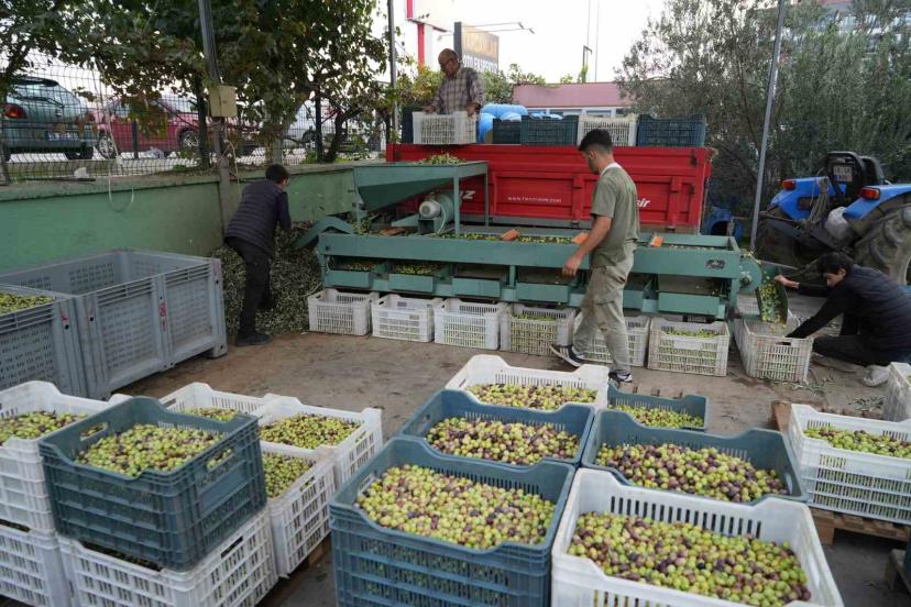 Kazdağları’nda tescilli yeşil çizik zeytin için elek mesaisi başladı