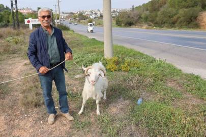 Keçileri ile tatil yapıyor