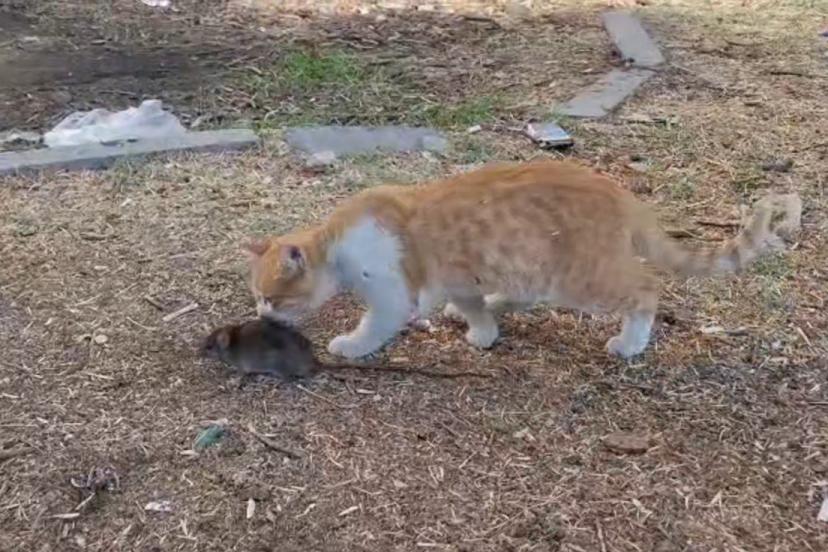 Kedi ile farenin dostluğu şaşırttı