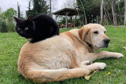Kedi köpek maması ihracatı bin tonu geçti