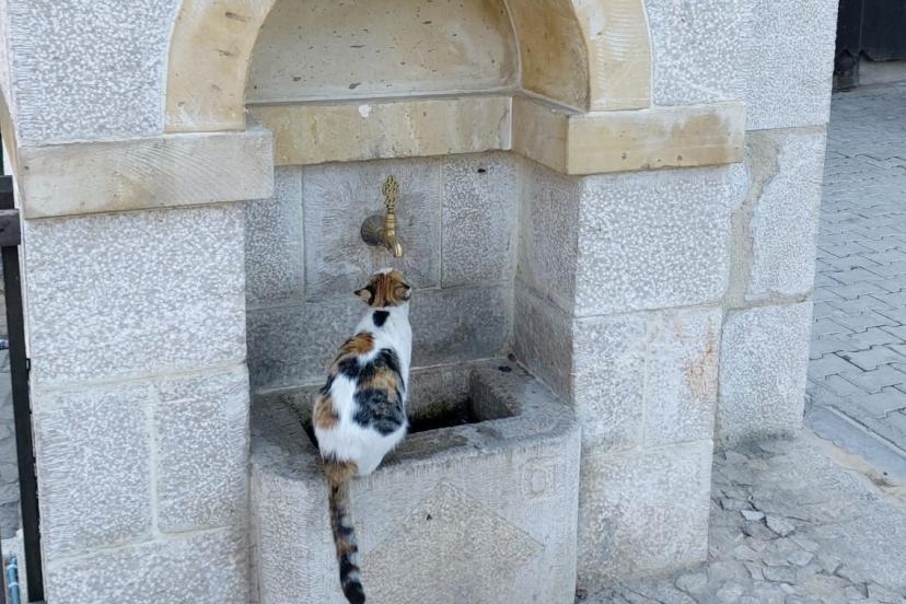 Kemaliye’nin sevimli kedisi ‘Tekir’ çeşme başı müdavimi oldu