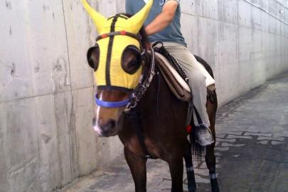 Kırmızı ışıkta geçen otomobilin çarptığı seyis, tedavi gördüğü hastanede öldü