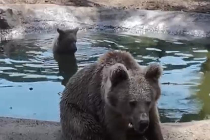 Kış uykusundan önce son banyo