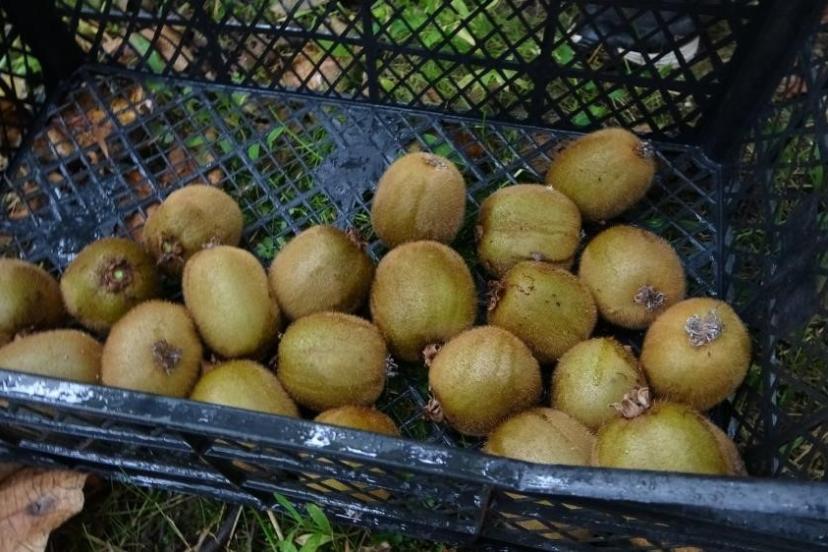 Kivi üreticileri İran kivisinden rahatsız