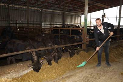 Kocaeli’de manda sayısı artıyor