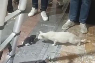 Kolon boşluğuna düşen 2 yavru kedi, itfaiye ekipleri tarafından kurtarıldı