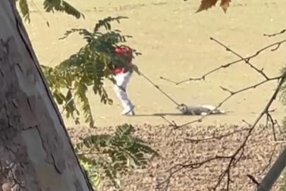 Köpek toplama görüntüleri tepki çekti