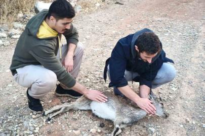 Köpeklerin saldırdığı yavru dağ keçisini 3 kilometre sırtında taşıdılar