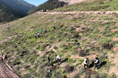 Körfez’e 3 bin 300 Toros sediri dikilecek