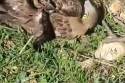 Korku dolu anlar: Yılanın boğazladığı kartalı kurtardı