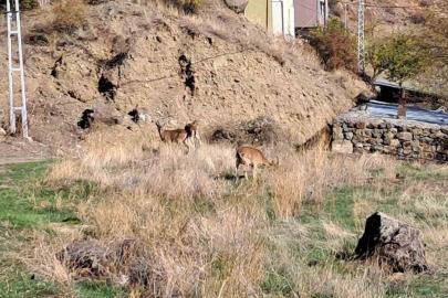 Köyde yaban keçileri özgürce otluyor